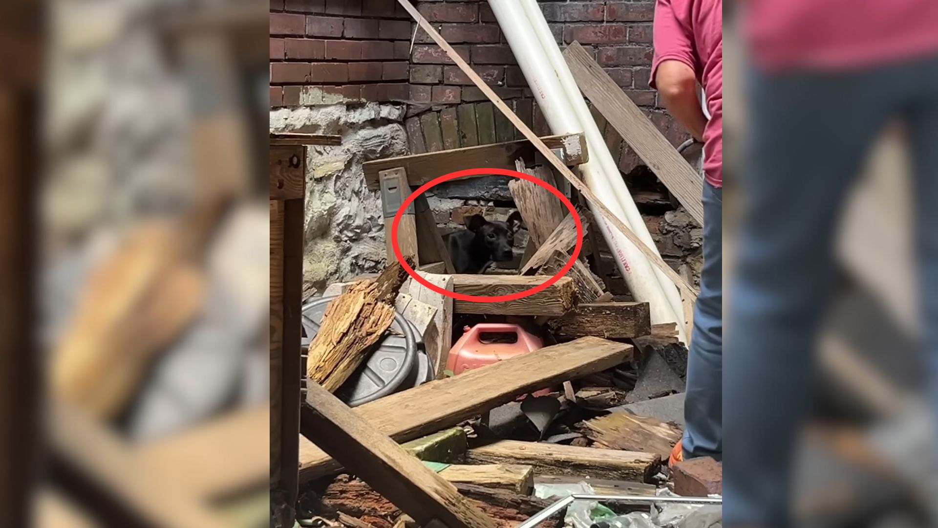 Adorable Pup Who Was Hiding In A Pile Of Trash Had The Biggest Smile When She Was Rescued