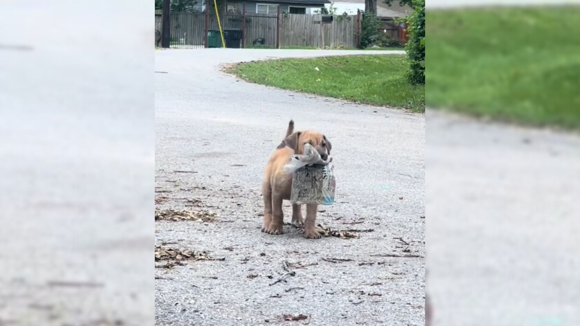 Adorable Stray Puppy Proudly Carried A Newspaper In His Mouth As A Sign Of His Resilience