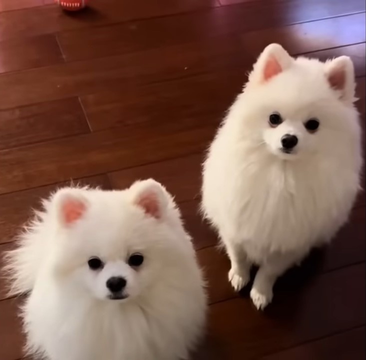 adorable tiny dogs