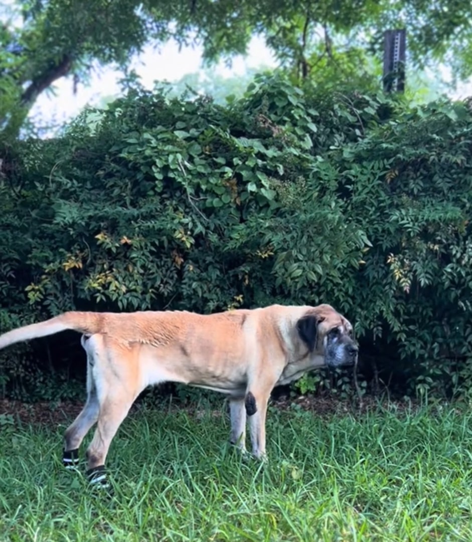 adult dog standing outside