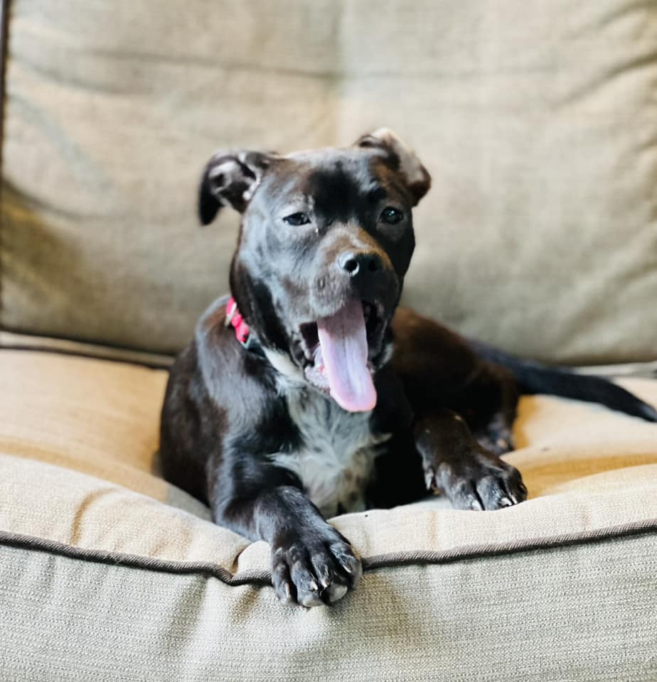 adult dog with tongue out