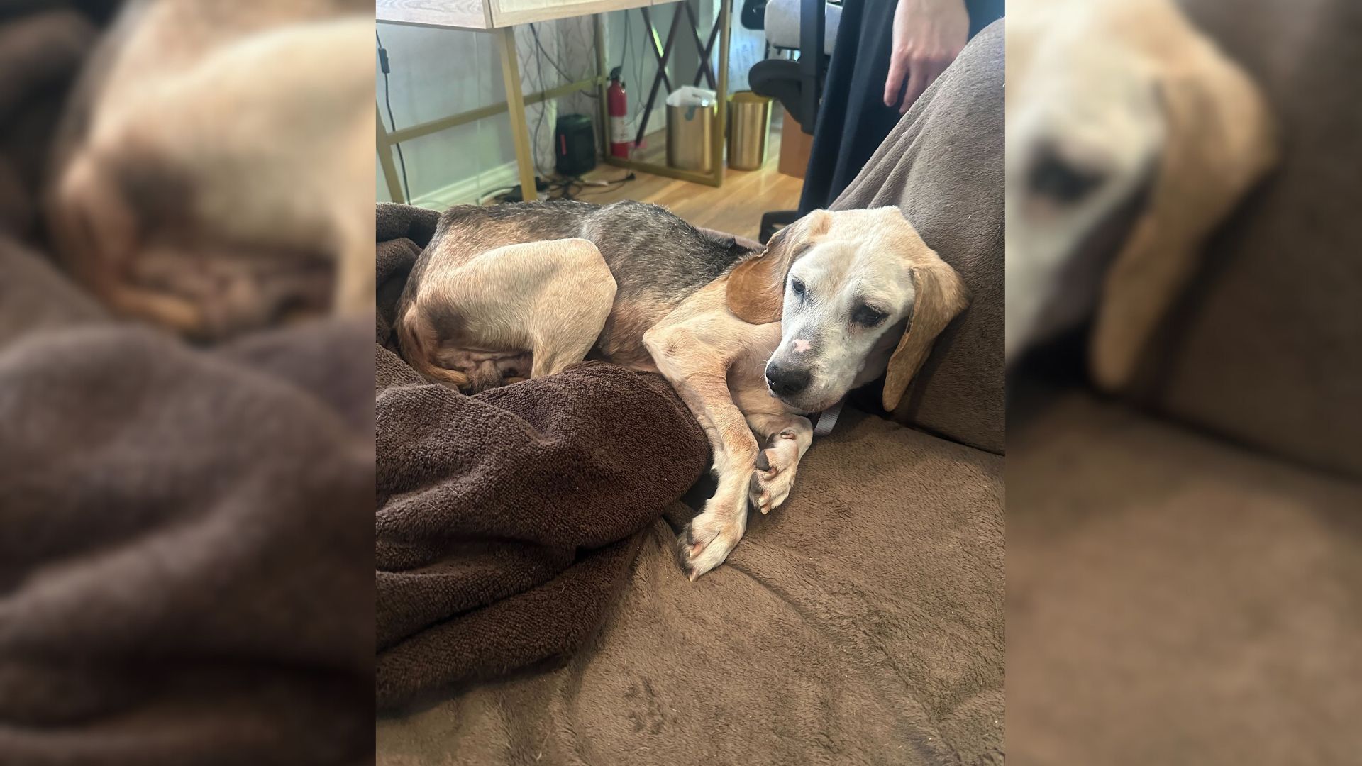 After A Decade Of Neglect, This Senior Dog Is Finally Getting The Family He Deserves