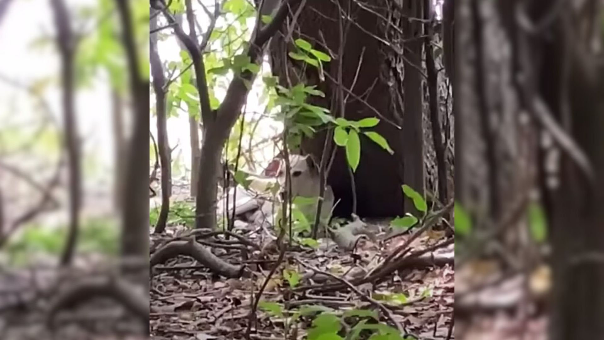 After Merciless Abuse, The Owner Dumped The Mother Dog And Her 10 Babies Into The Woods