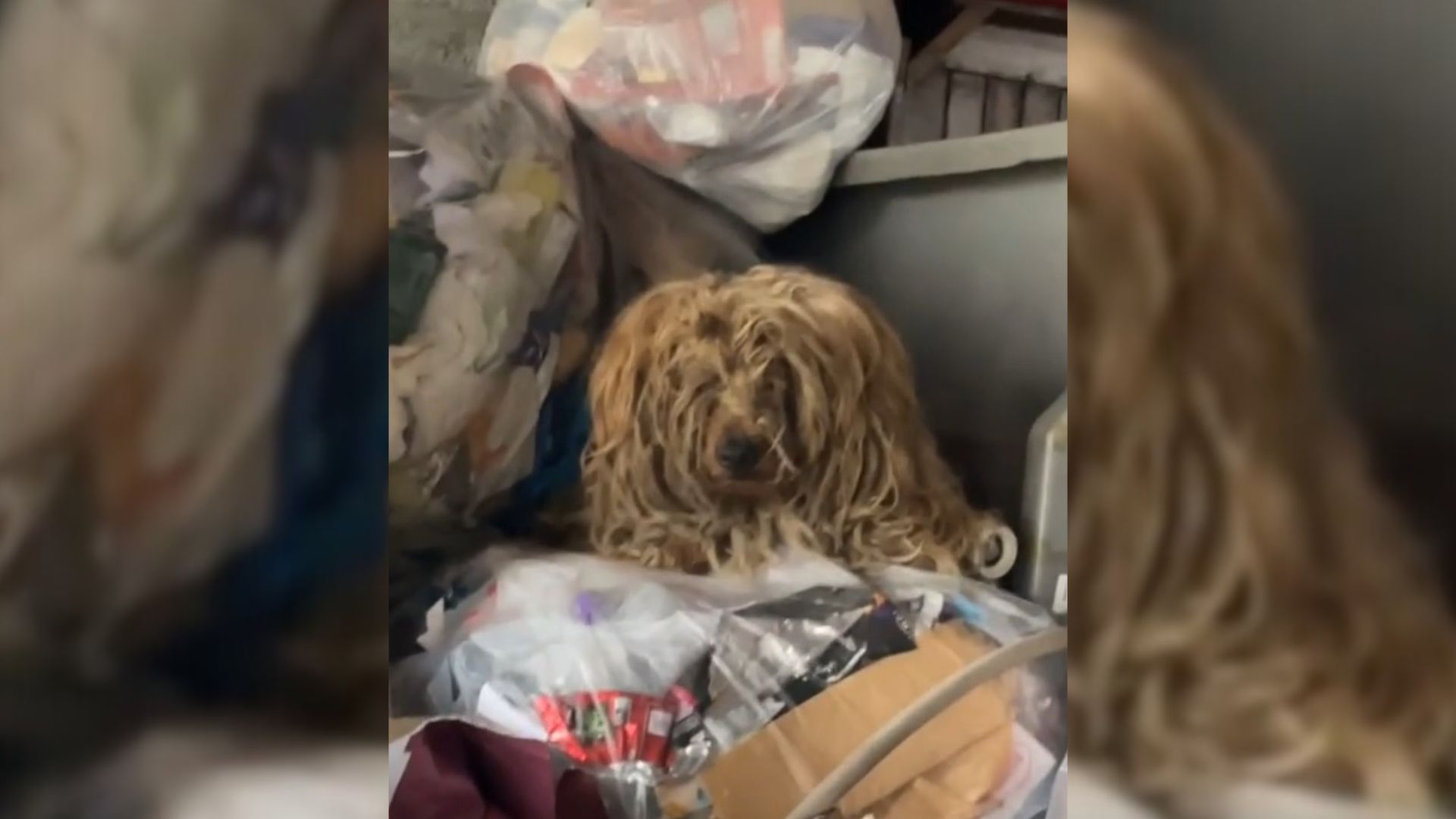 Aggressive Pup Thrown In The Dumpster Changed Completely As Soon As His Long Matts Got Removed