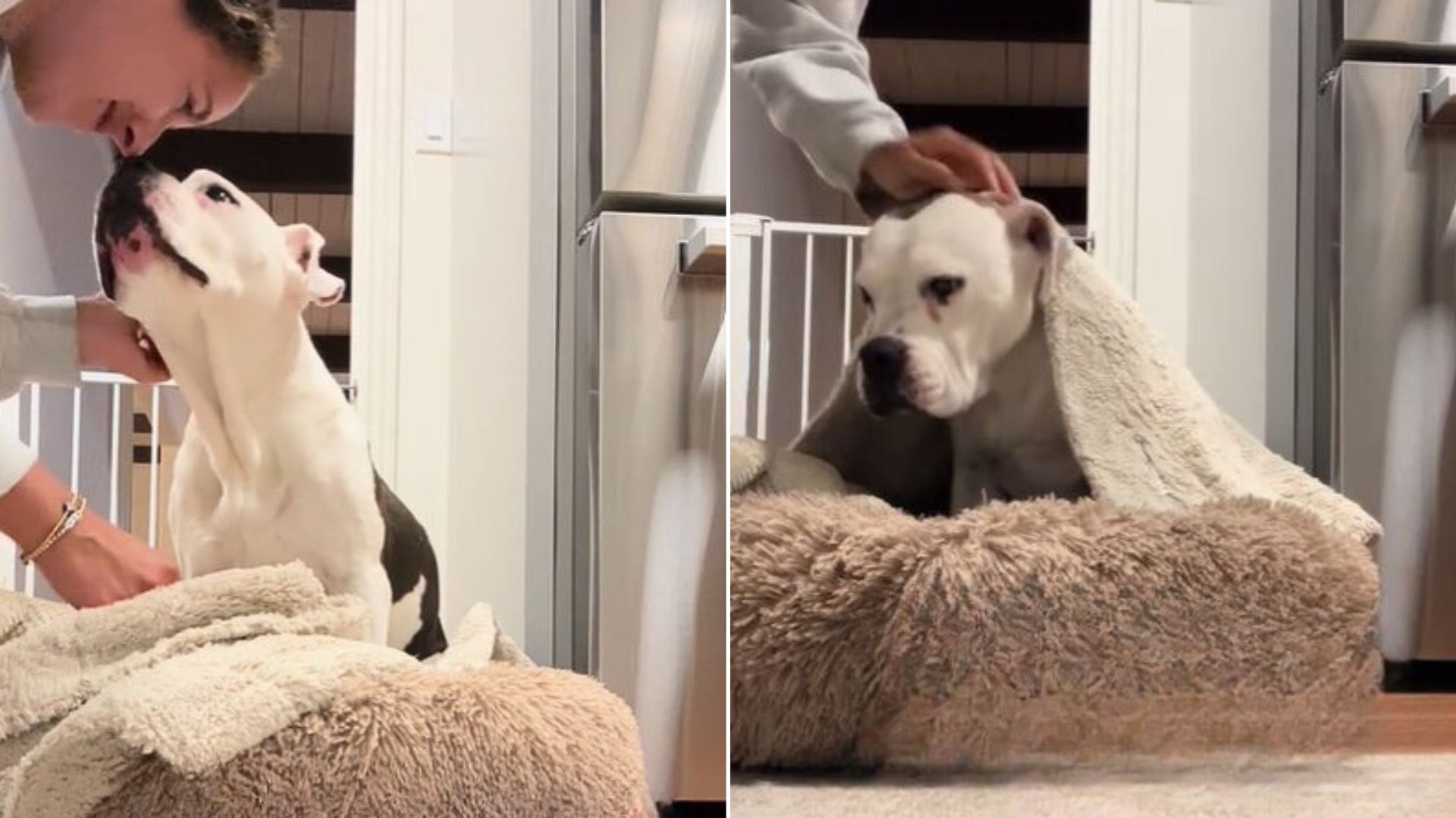 An Adorable Pup Who Waits For Her Foster Mom To Tuck Her In Bed Every Night Will Warm Your Heart