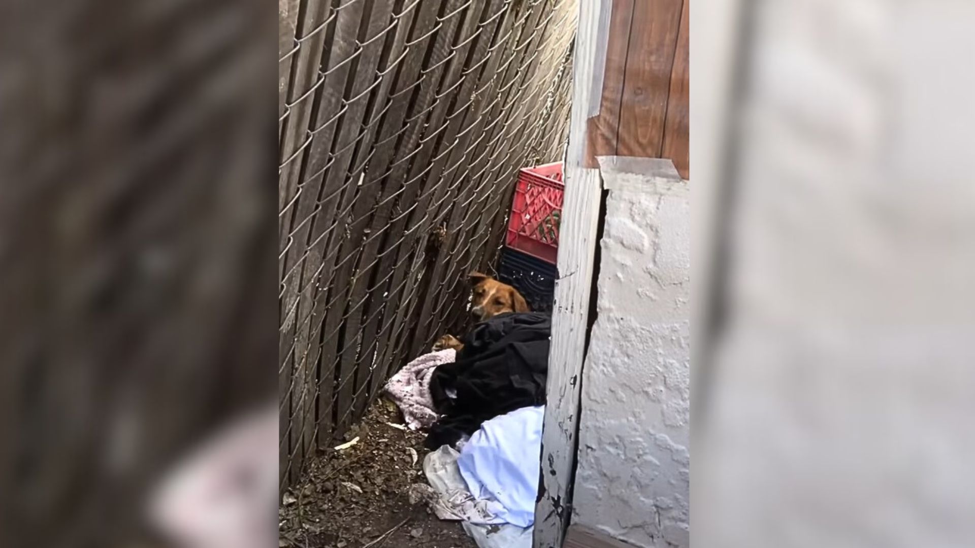 An Injured Dog Showed Up At A Random Neighborhood And Crawled Into A Corner, Pleading For Help