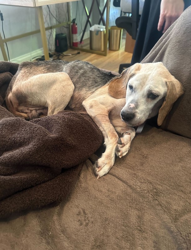 an older dog is lying on the bed