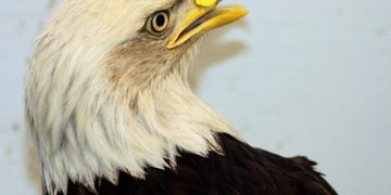 The world’s first ѕurgerу! The bald eagle had its broken beak repaired with human tooth fillings in Alaska to continue living normally