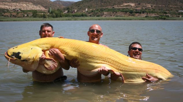 Fishermen set a record for the most distinctive and heaviest golden catfish in the Ebro River