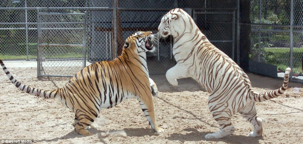 Janda, left, was put out of place when Mrs Haley introduced Saber, right, to the enclosure but they now get on most of the time