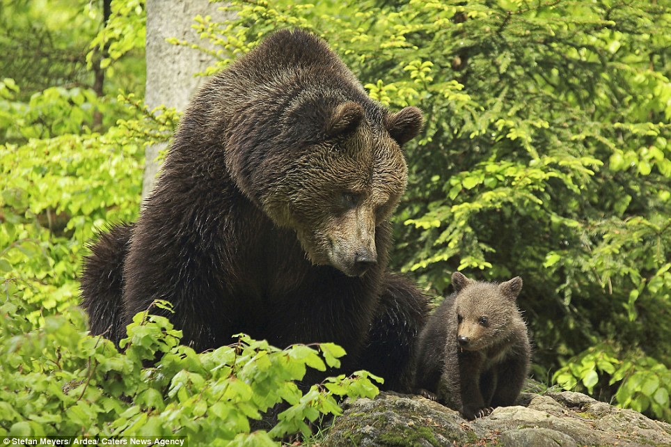 Strong bond: Photographer Stefan Meyers said the mother gave birth to three cubs, but two of them died in mysterious circumstances in early April