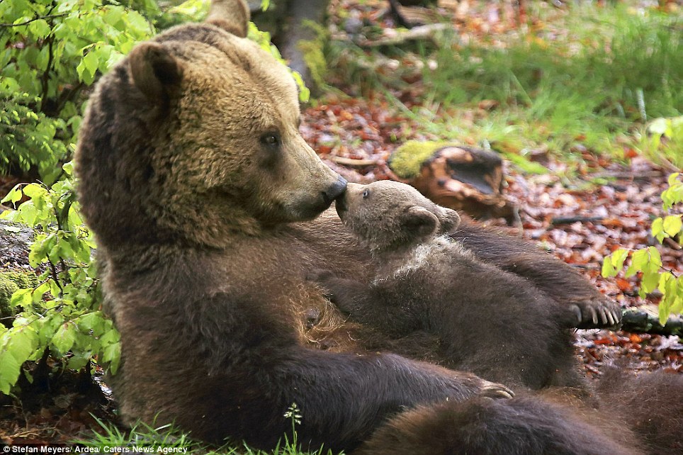 Creature comforts: A tiny bear cub gives his mother a kiss while enjoying some quality time together in the Bavarian Forest National Park in Germany