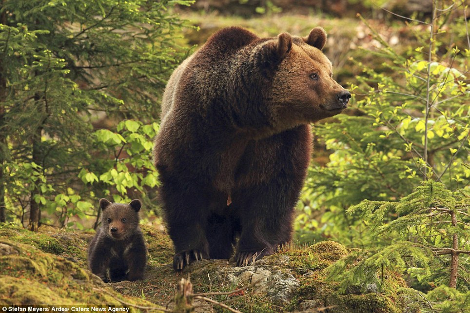 Elusive: Mr Meyers said it was difficult to get pictures because most of the time the bears where hidden by trees and shrubs