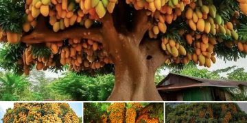 The Marvelous and Unbelievable Super Mango Tree