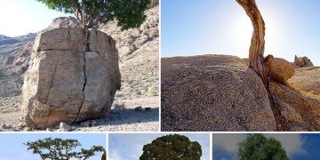 The Power of Nature: Trees Thriving on Giant Rock Platforms without Soil