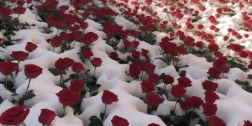 Dive deep into the breathtaking allure of a sea of snow roses, where nature’s artistry unfolds, crafting magnificent masterpieces that enchant the senses and inspire awe in every beholder