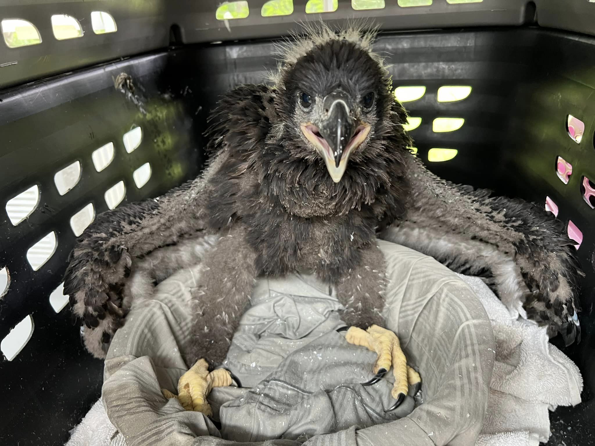 Baby bald eagle reunited with parent by Austin, Texas wildlife rescue