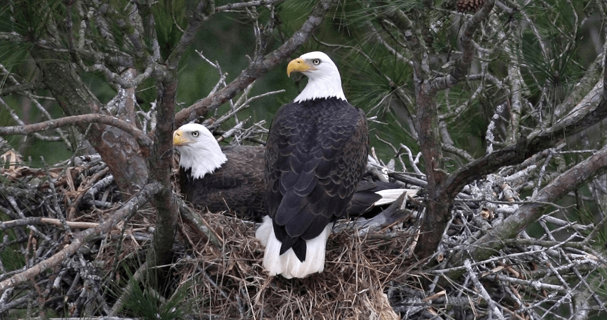 2020 Bald Eagle Surveys – Georgia Wildlife Blog