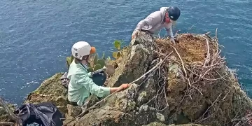 Mіrасie in California! A baby bald eagle gets a second chance at life after fаllіng 15 feet from its nest to return home to reunite with its parents after great efforts.Video