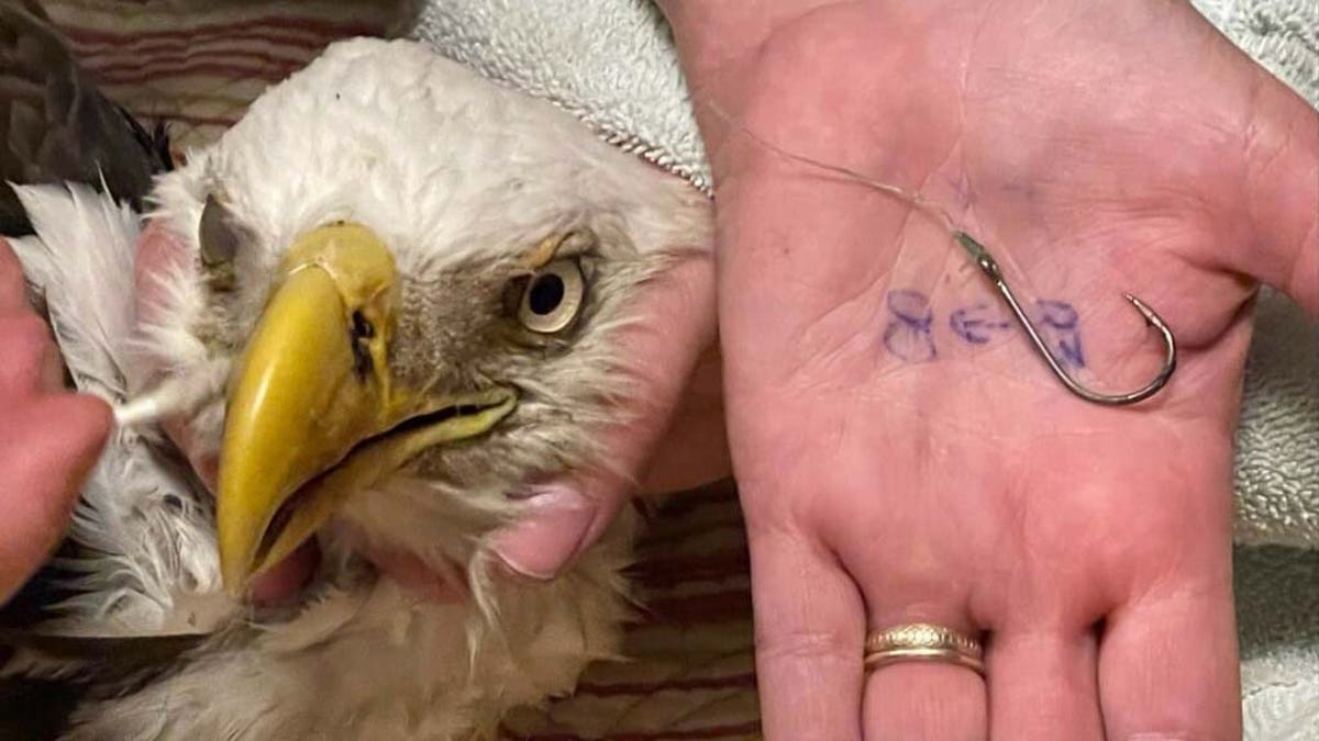 The director of the Owl’s Nest Sanctuary in Odessa was able to remove the hook piercing the eagle's beak.