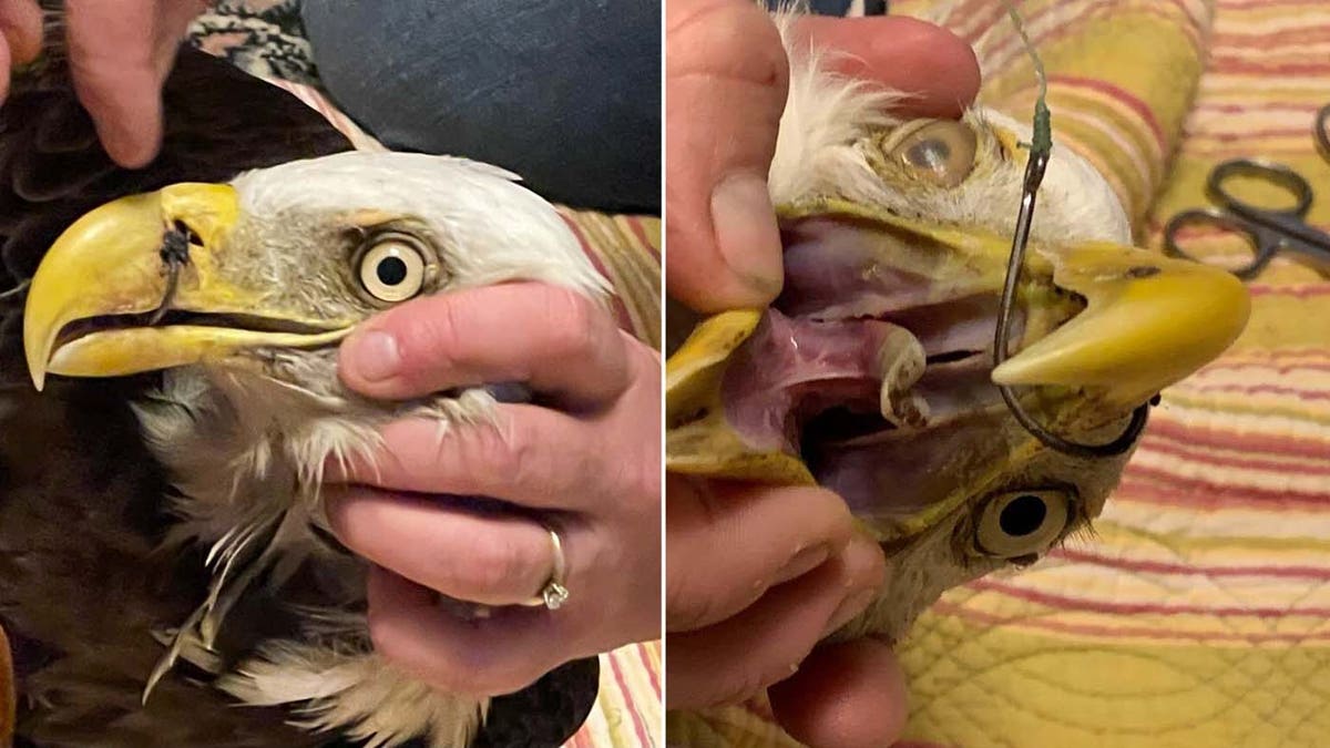 When the children brought the eagle to the fire station, it was dehydrated, underweight, and its beak was pierced with a fishing hook.