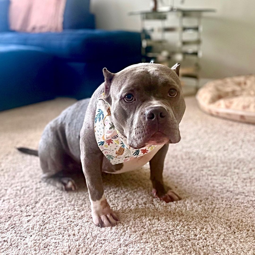 beautiful brown dog in house