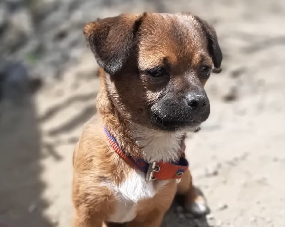 beautiful puppy in the sun