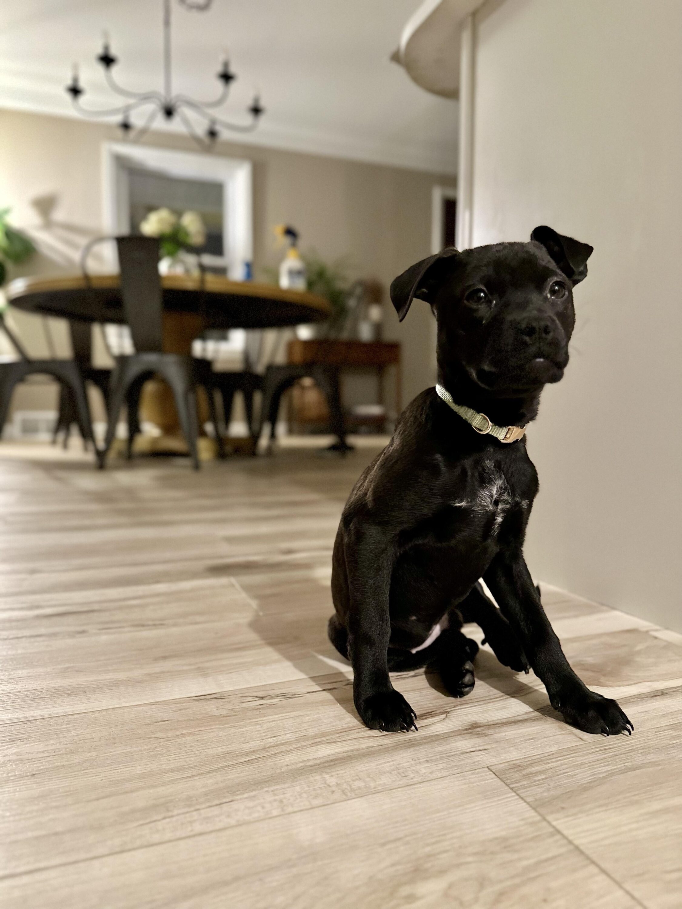 beautiful puppy sitting on the floor