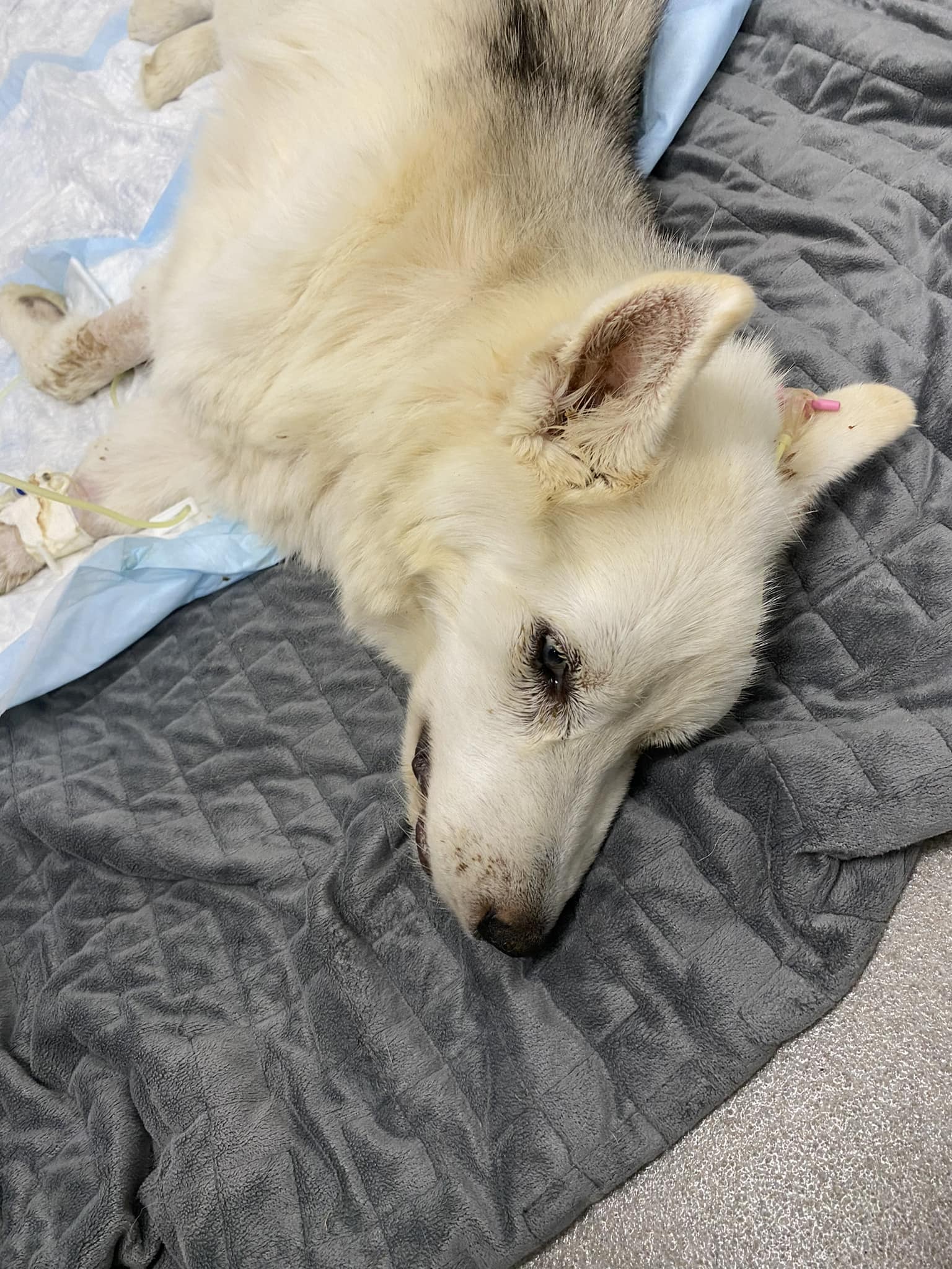 beautiful white dog