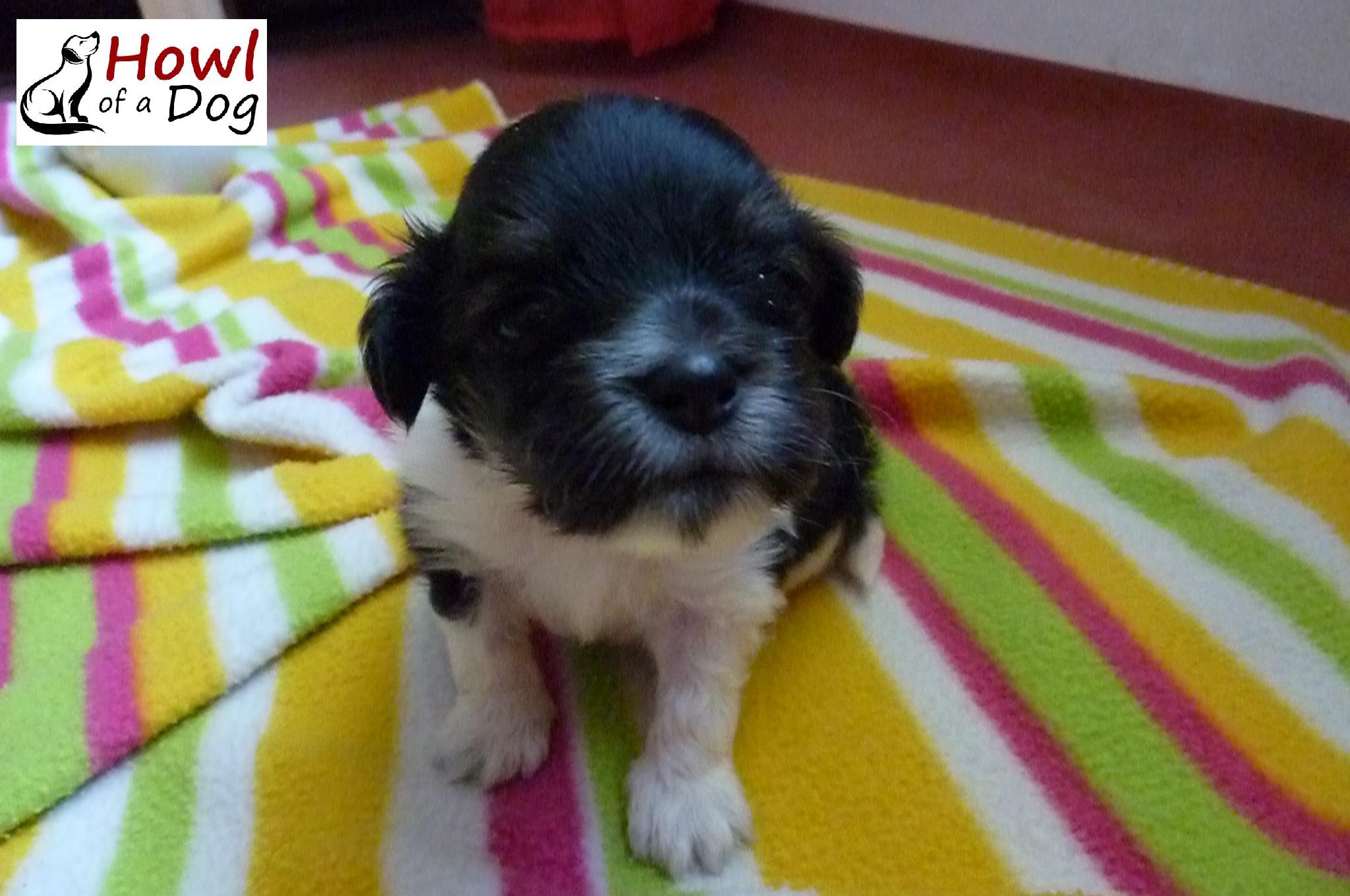 black and white puppy