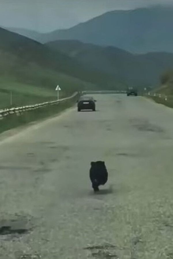 black dog chasing the cars