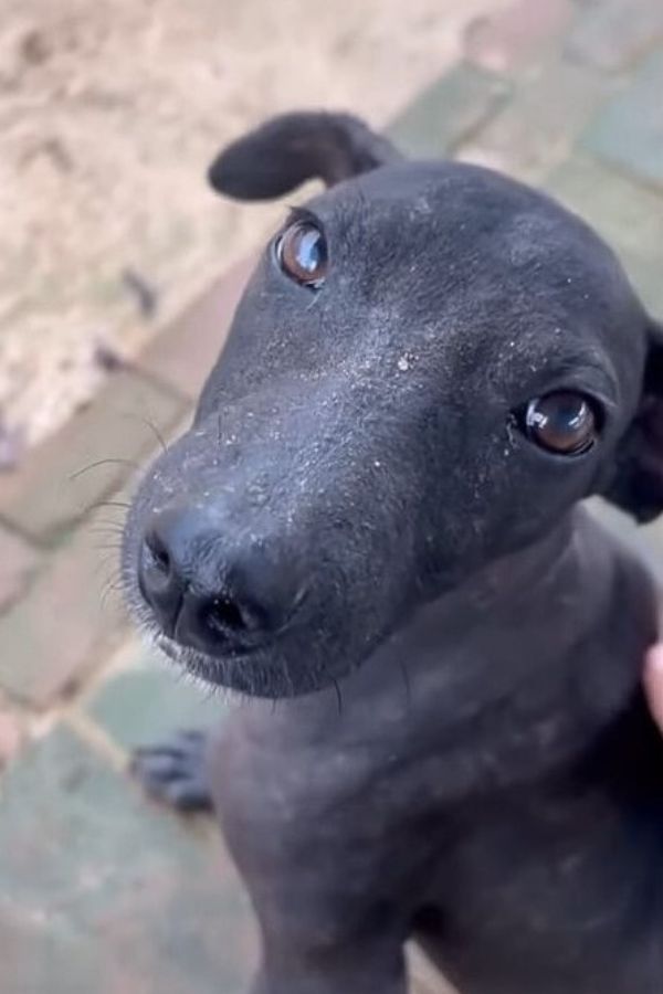 black dog looking at camera