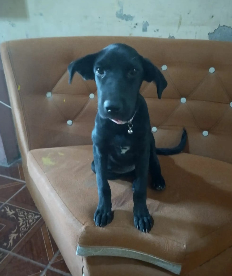 black dog on a couch