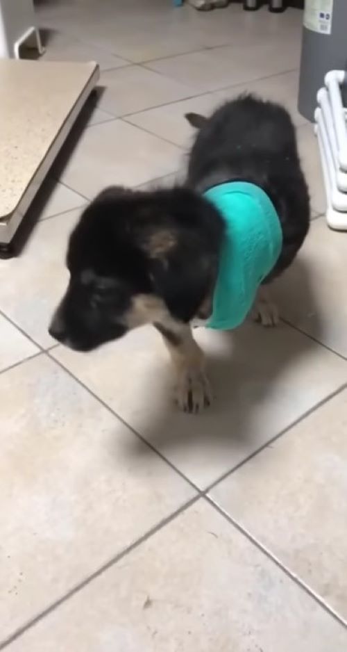 black dog with green towel