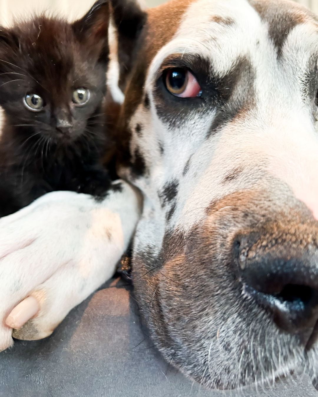 black kitten and adult dog