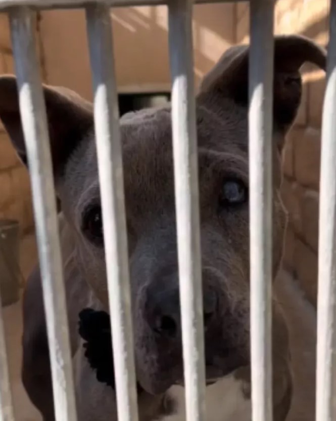 black puppy in a cage