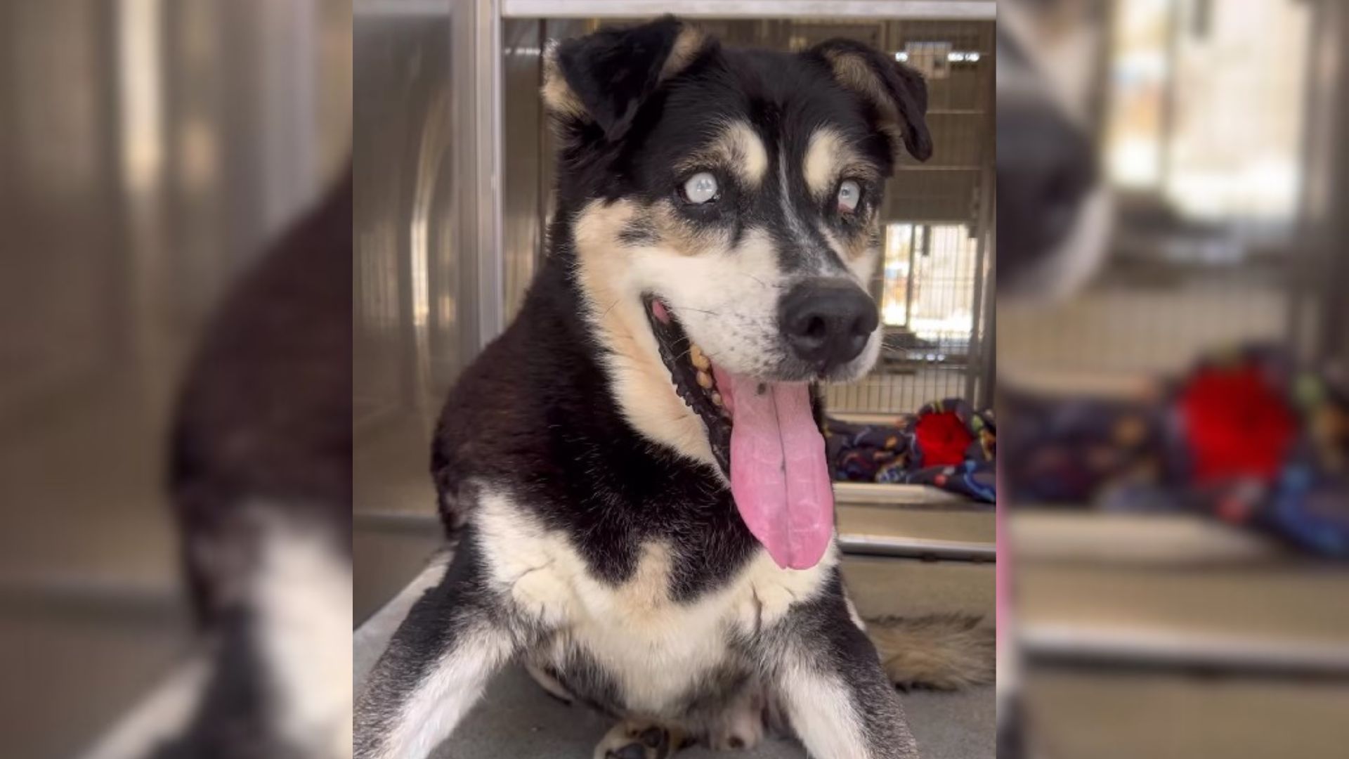 Blind Dog Was Set To Be Euthanized In 72 Hours But Good Souls Saved Him At The Last Moment