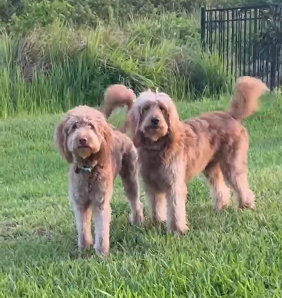 brown dog siblings