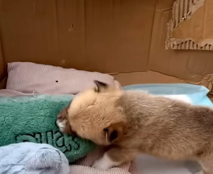 brown puppy and pillow