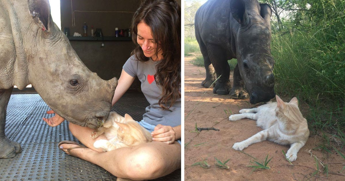 Orphaned Rhino And Cat Become Unlikely Best Friends