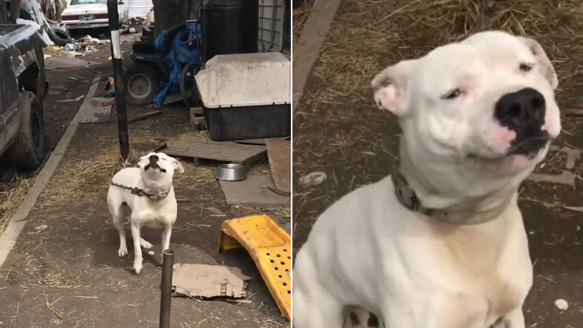 chained dog being rescued