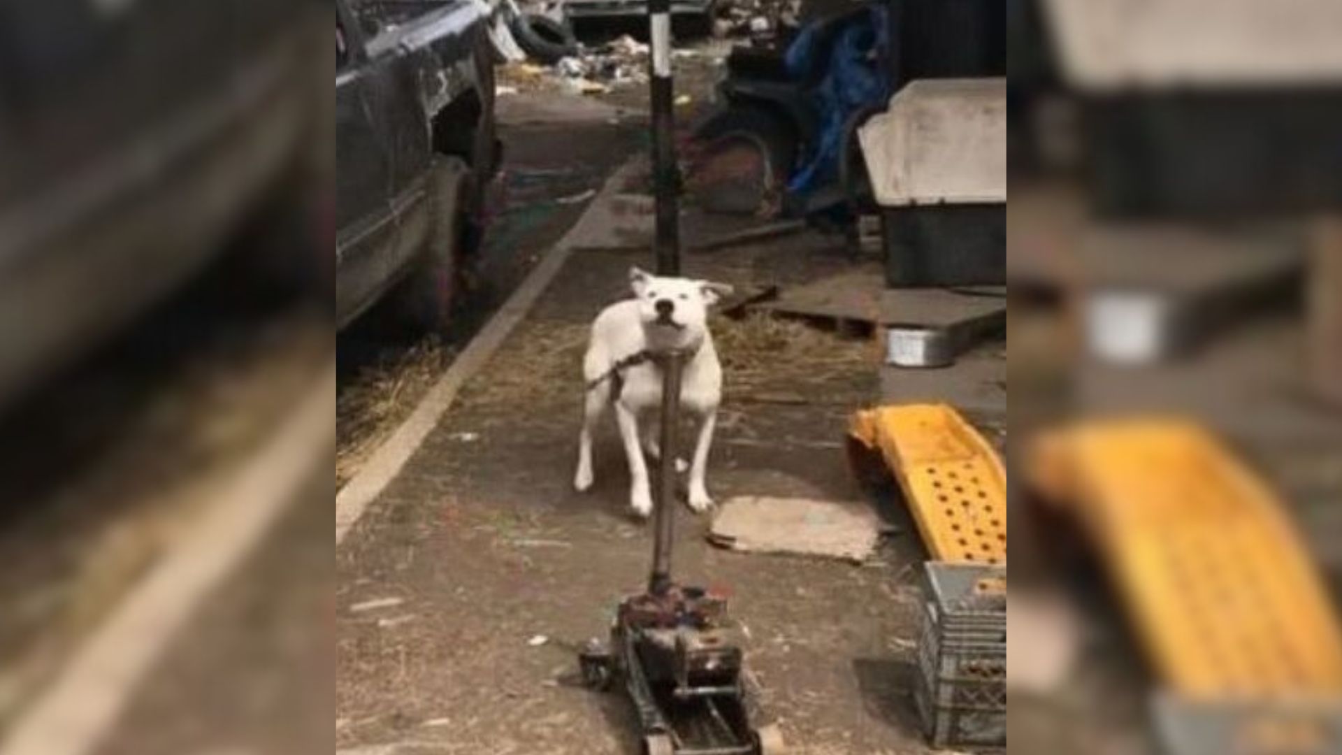 Chained Dog Who Is Neglected By Owner Is So Happy To See Someone Who Actually Cares For Him