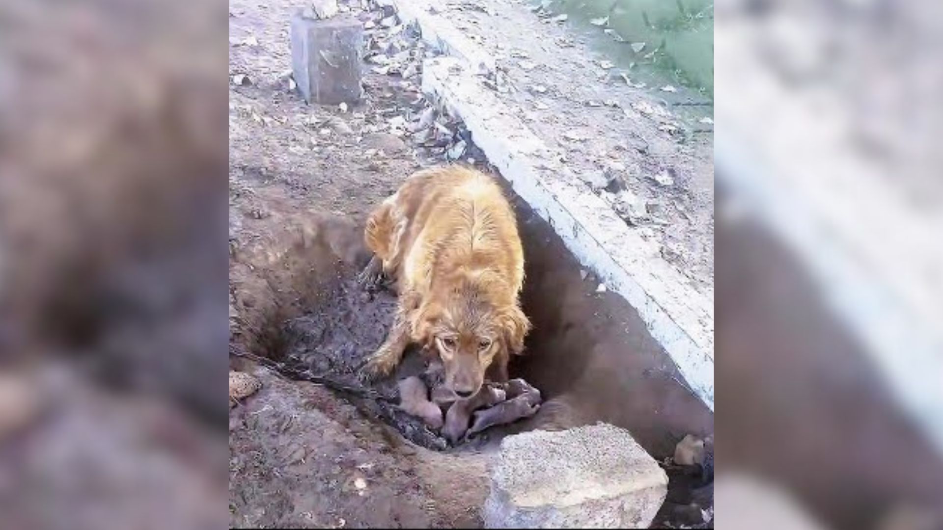 Chained Mother Dog Felt Hopeless After She Gave Birth To 5 Babies Who Trembled In The Pouring Rain