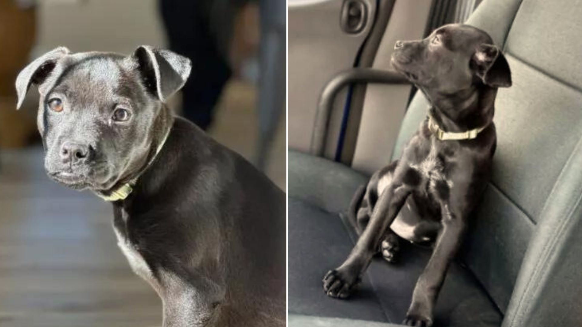 Chihuahua And Labrador Have Unique Offspring That Leaves Internet In Awe