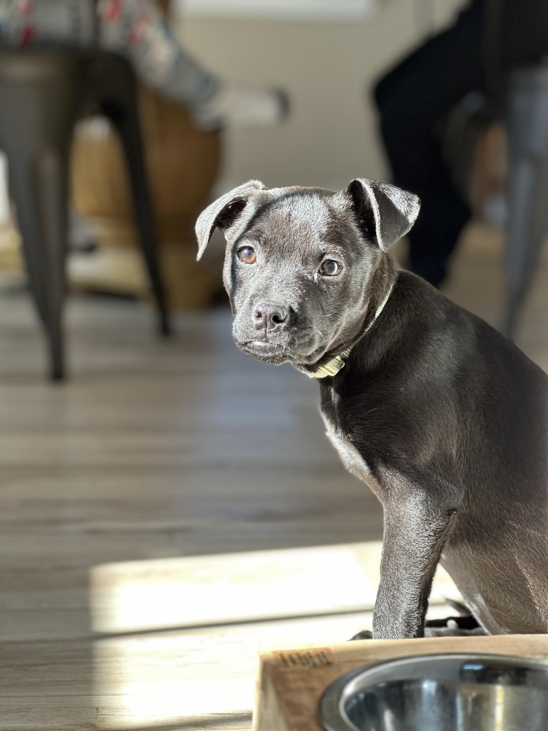 cihuahua black lab dog mix