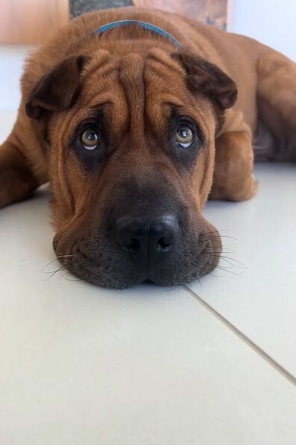 close-up photo of dog lying