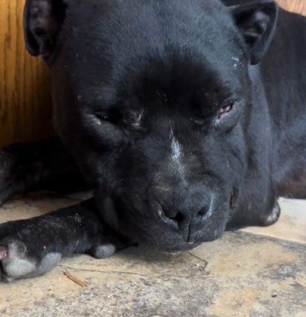 close-up photo of dog sleeping