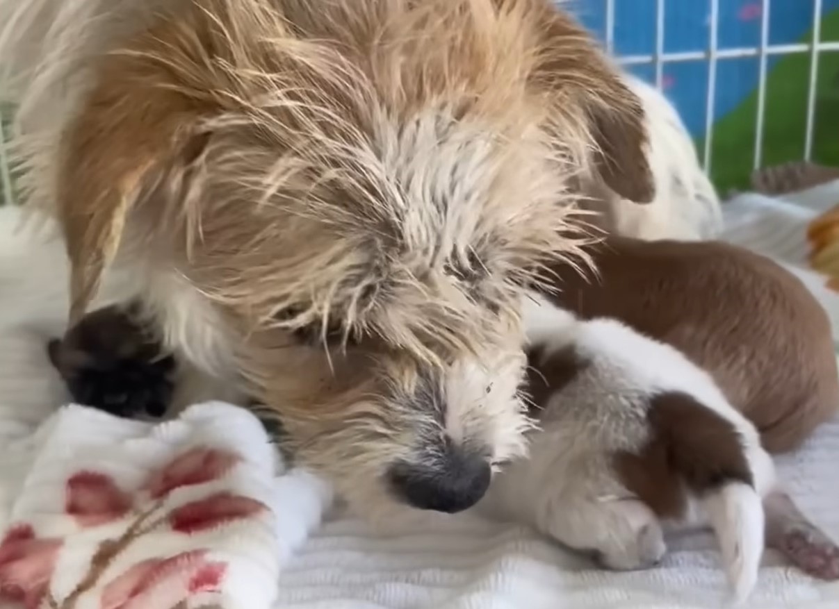 close-up photo of dog with puppies