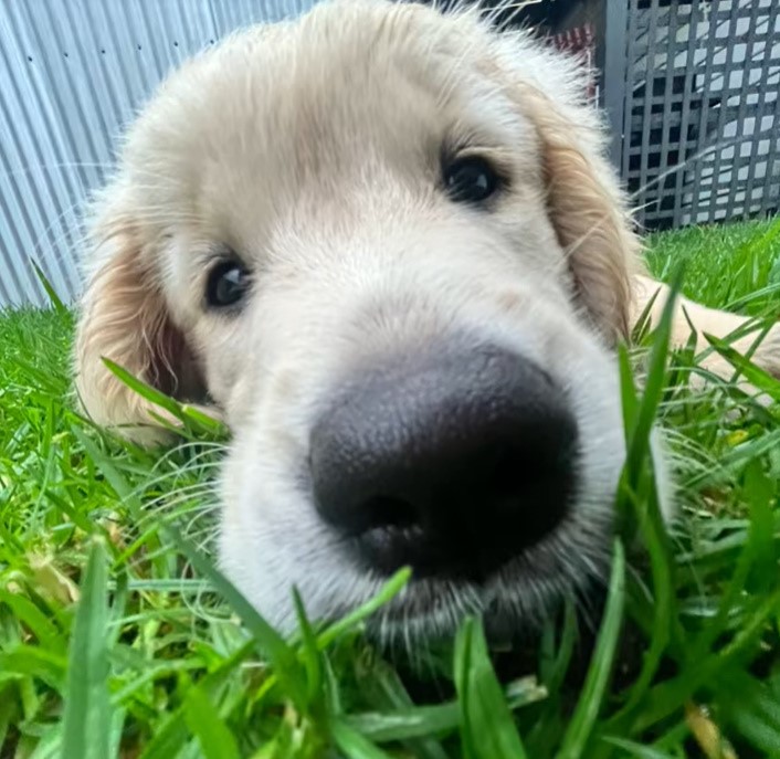 close view of cute puppy