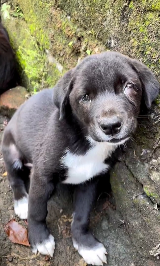 cute black dog with injured eye